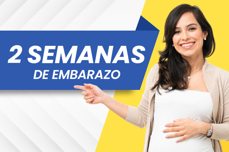 2 semanas de embarazo: Síntomas, Vientre, Bebé y Consejos